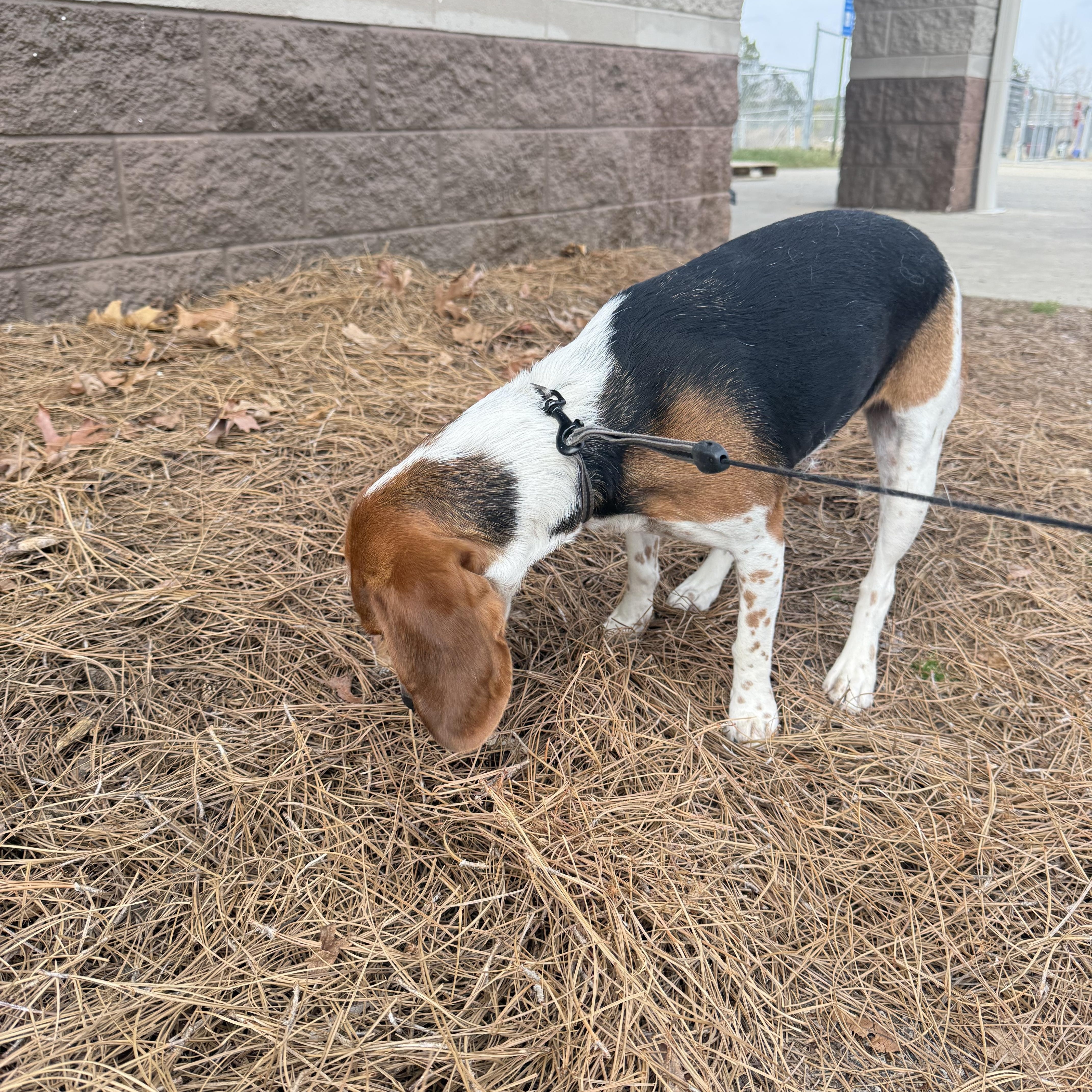 Enlarge Winnie , an adopted Beagle in Monroe, GA image 3/3
