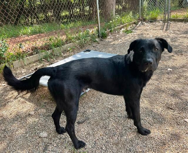 KETTLE, Adoptable, Young Male Labrador Retriever & Mixed Breed.