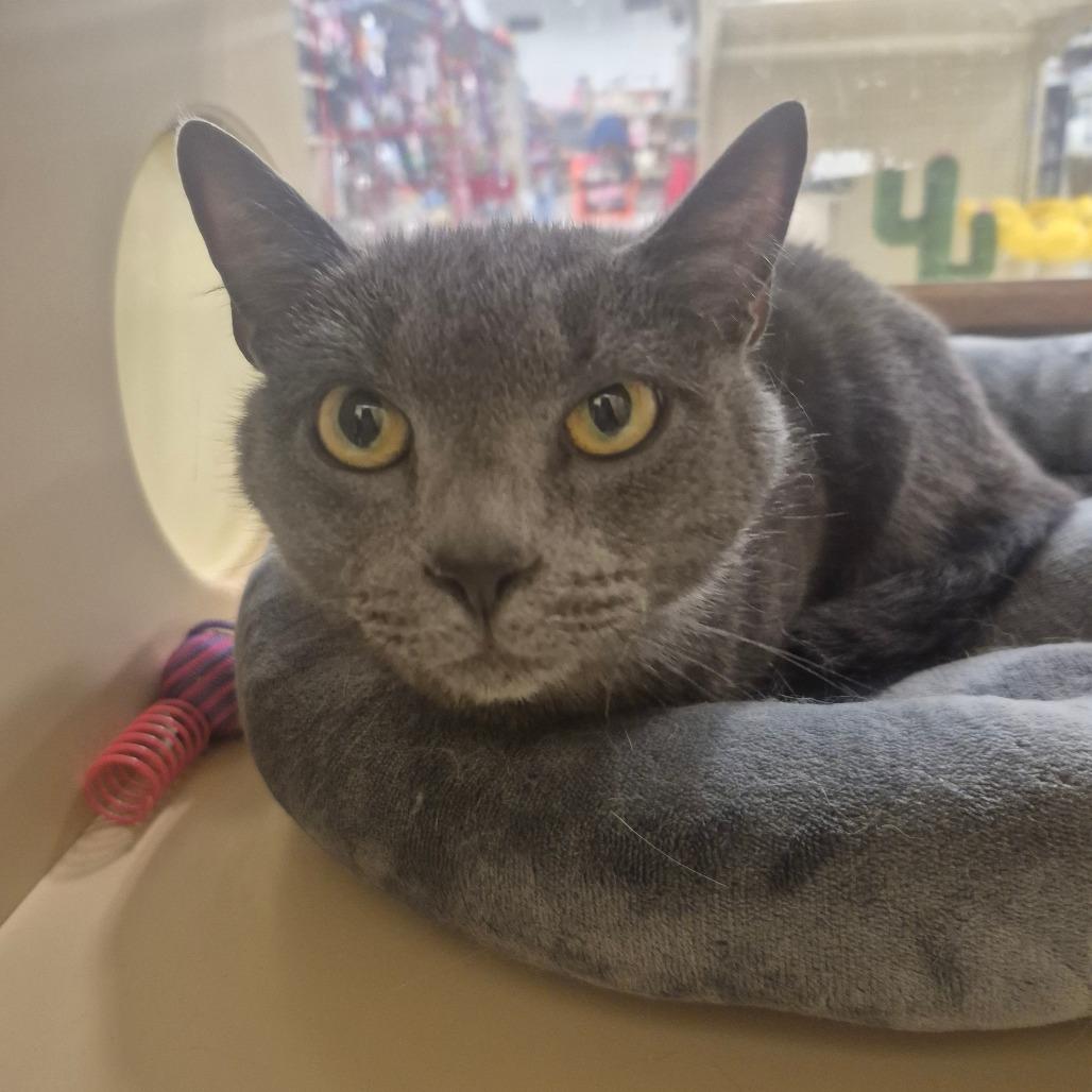 Dr. Pepper (Sage), Adoptable, Adult Male Domestic Short Hair.