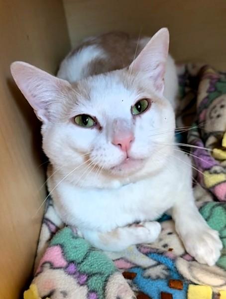 Kirk, ADOPTABLE, Adult Male Domestic Short Hair.