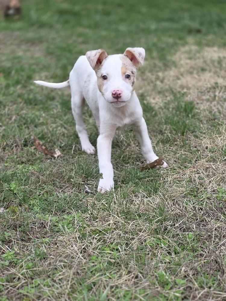 Audrey, Adoptable, Puppy Female Australian Shepherd & Husky.