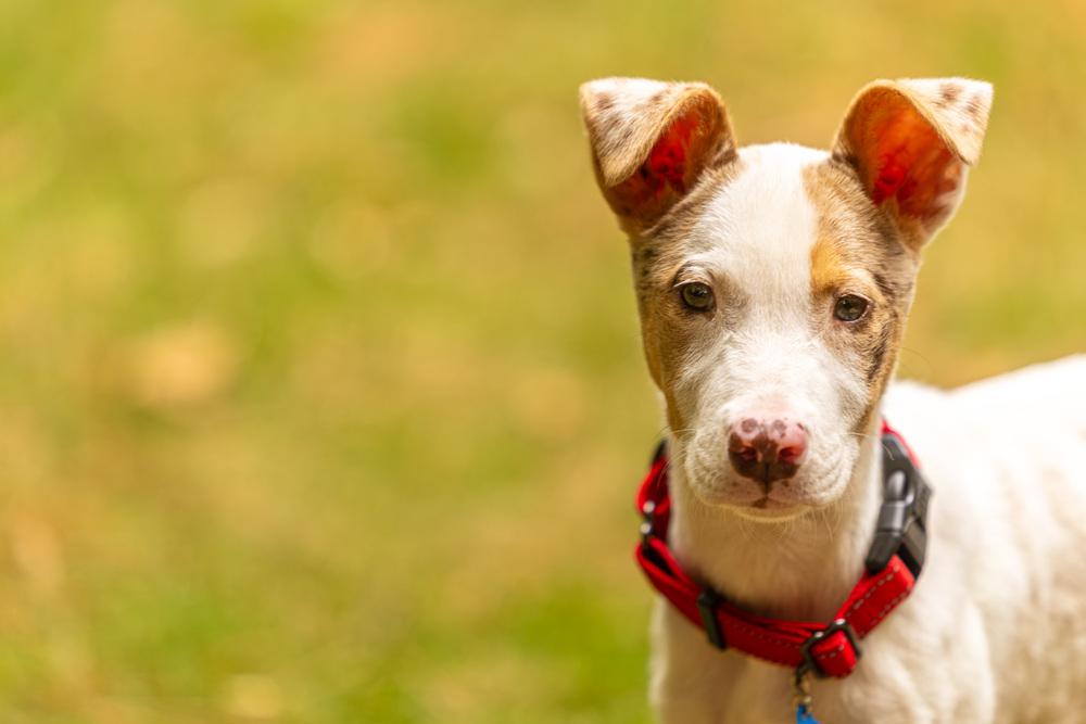 Enlarge Audrey, a Adoptable mixed breed in Troy, IL image 2/6