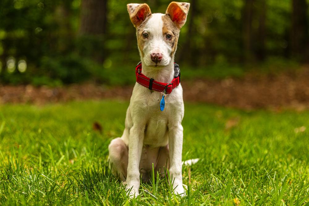 Enlarge Audrey, a Adoptable mixed breed in Troy, IL image 3/6