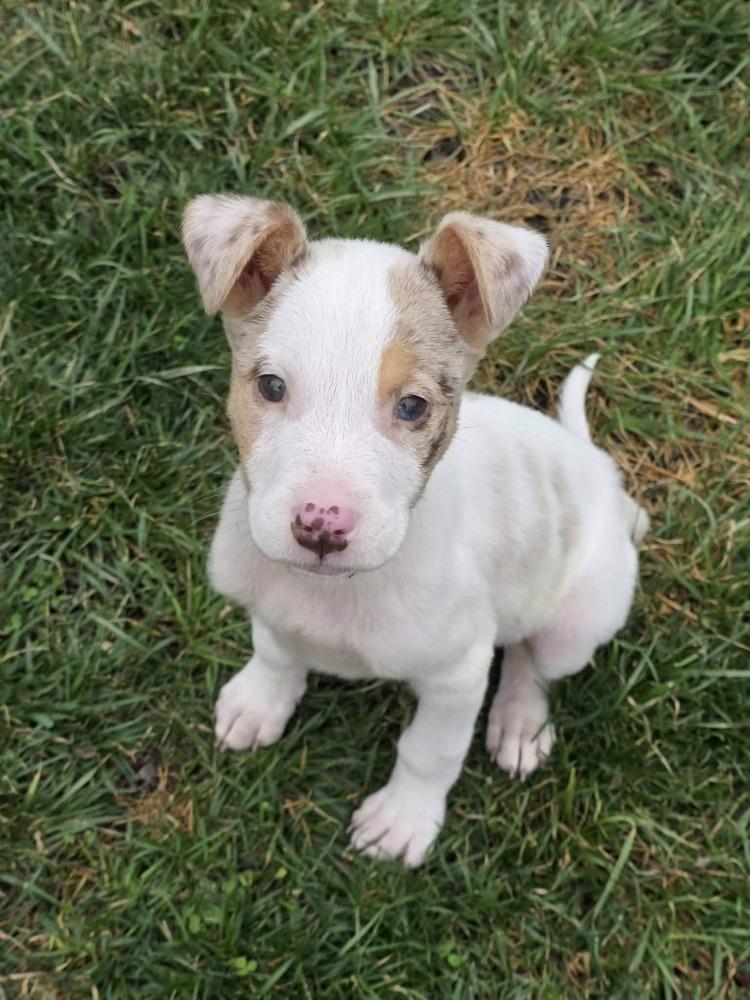 Audrey, a Adoptable mixed breed in Troy, IL image 2/4