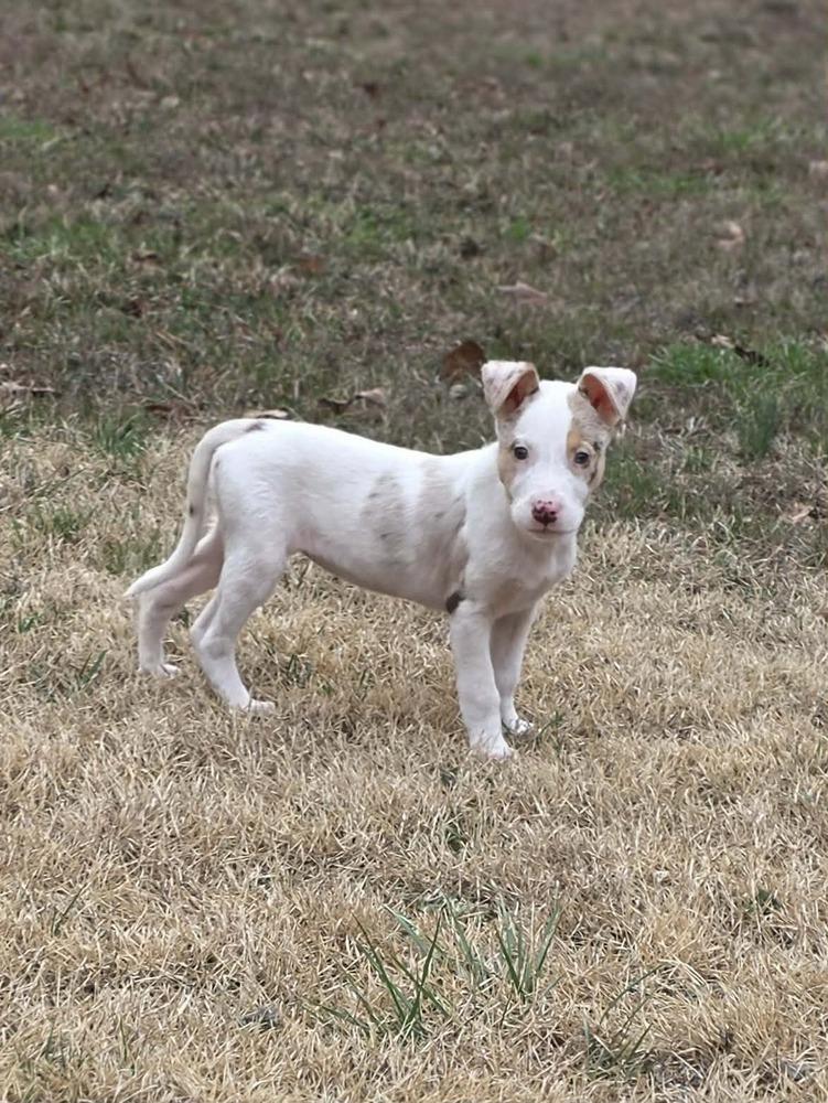 Audrey, a Adoptable mixed breed in Troy, IL image 3/4