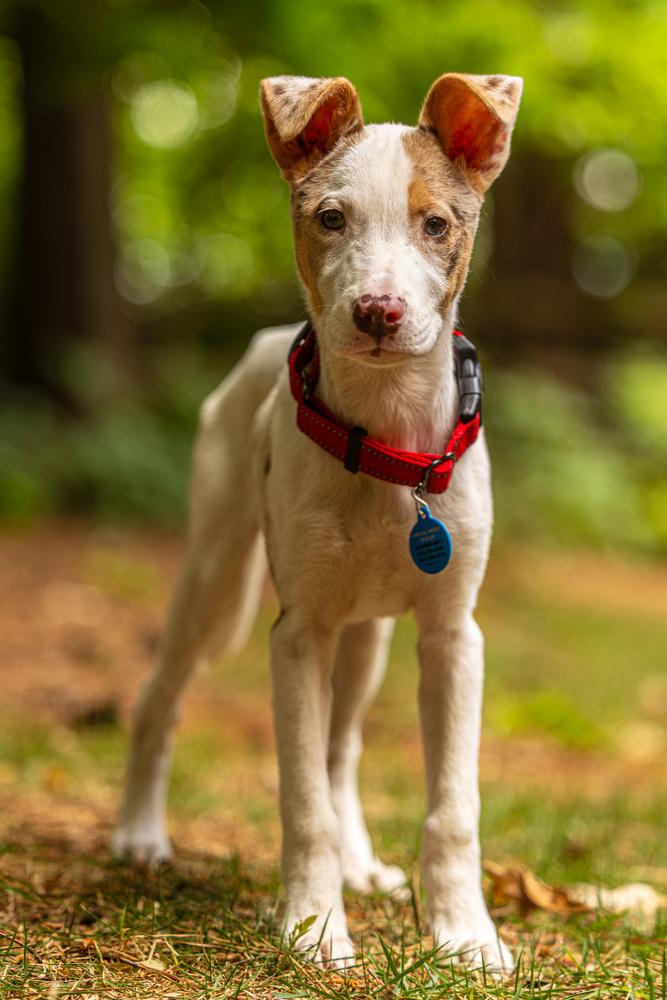 Enlarge Audrey, a Adoptable mixed breed in Troy, IL image 5/6