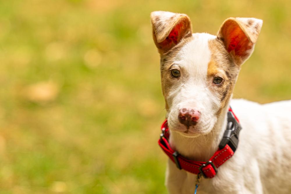 Enlarge Audrey, a Adoptable mixed breed in Troy, IL image 6/6