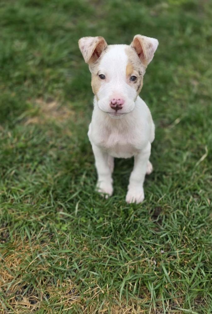 Audrey, a Adoptable mixed breed in Troy, IL image 4/4