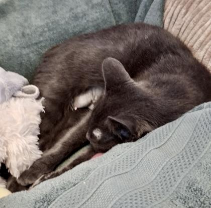 Mousse, a ADOPTABLE Domestic Short Hair in Toronto, ON image 3/6
