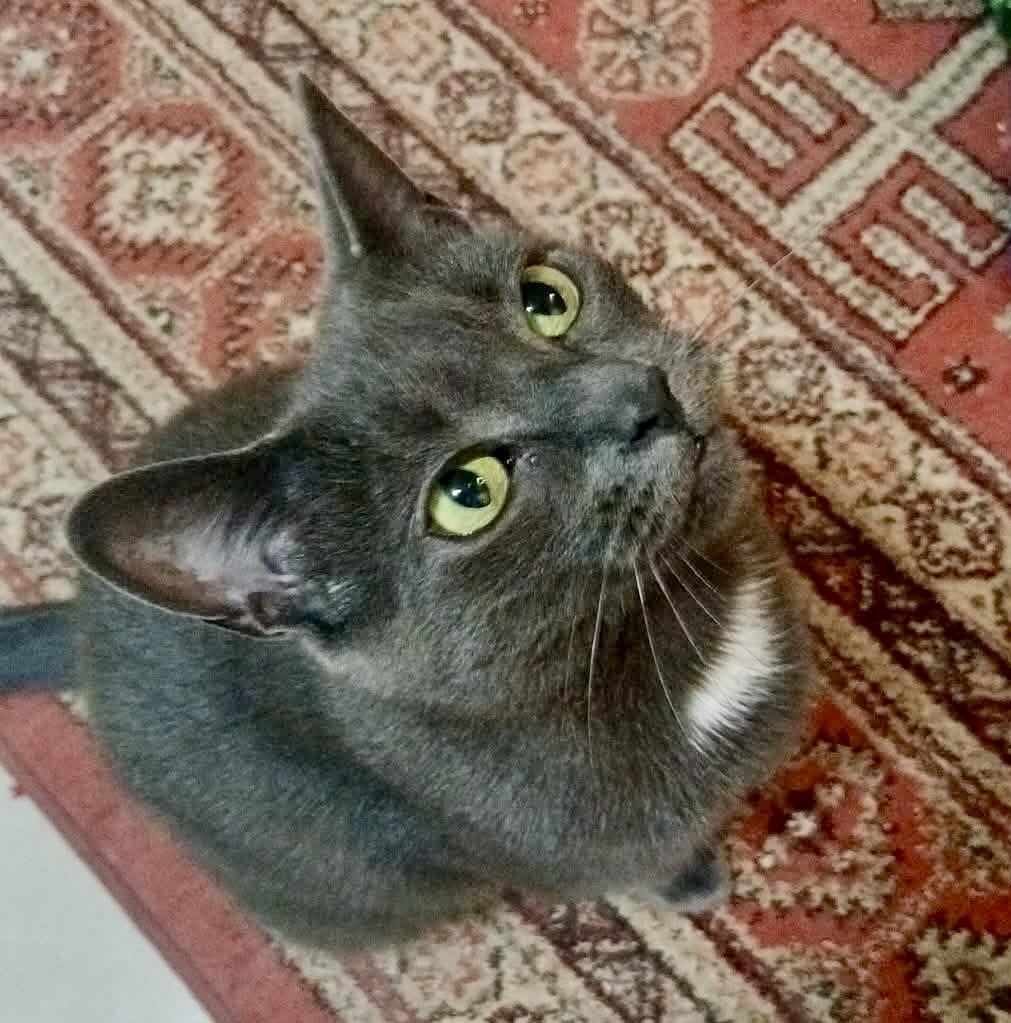 Mousse, a ADOPTABLE Domestic Short Hair in Toronto, ON image 1/6
