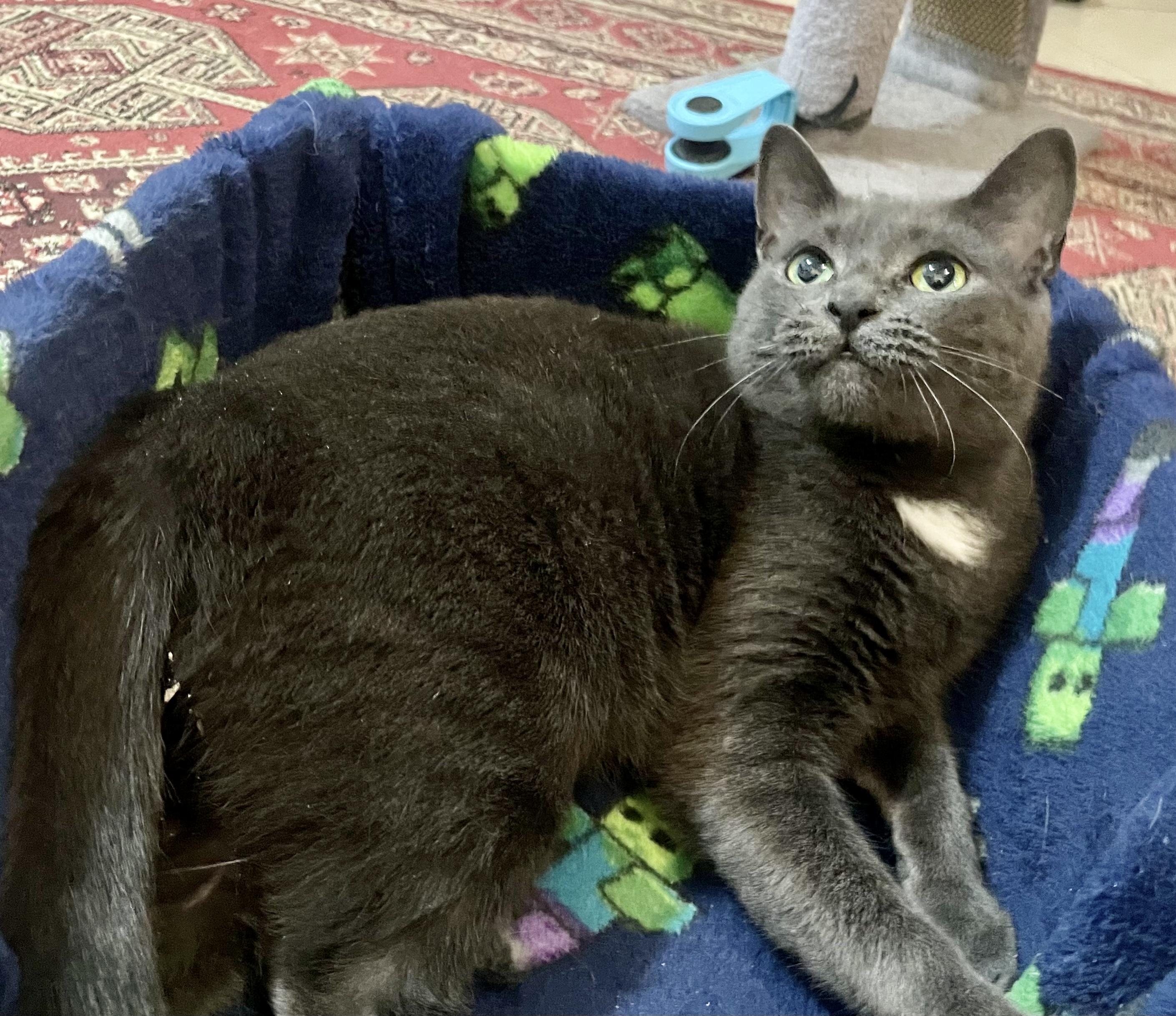 Mousse, a ADOPTABLE Domestic Short Hair in Toronto, ON image 2/6
