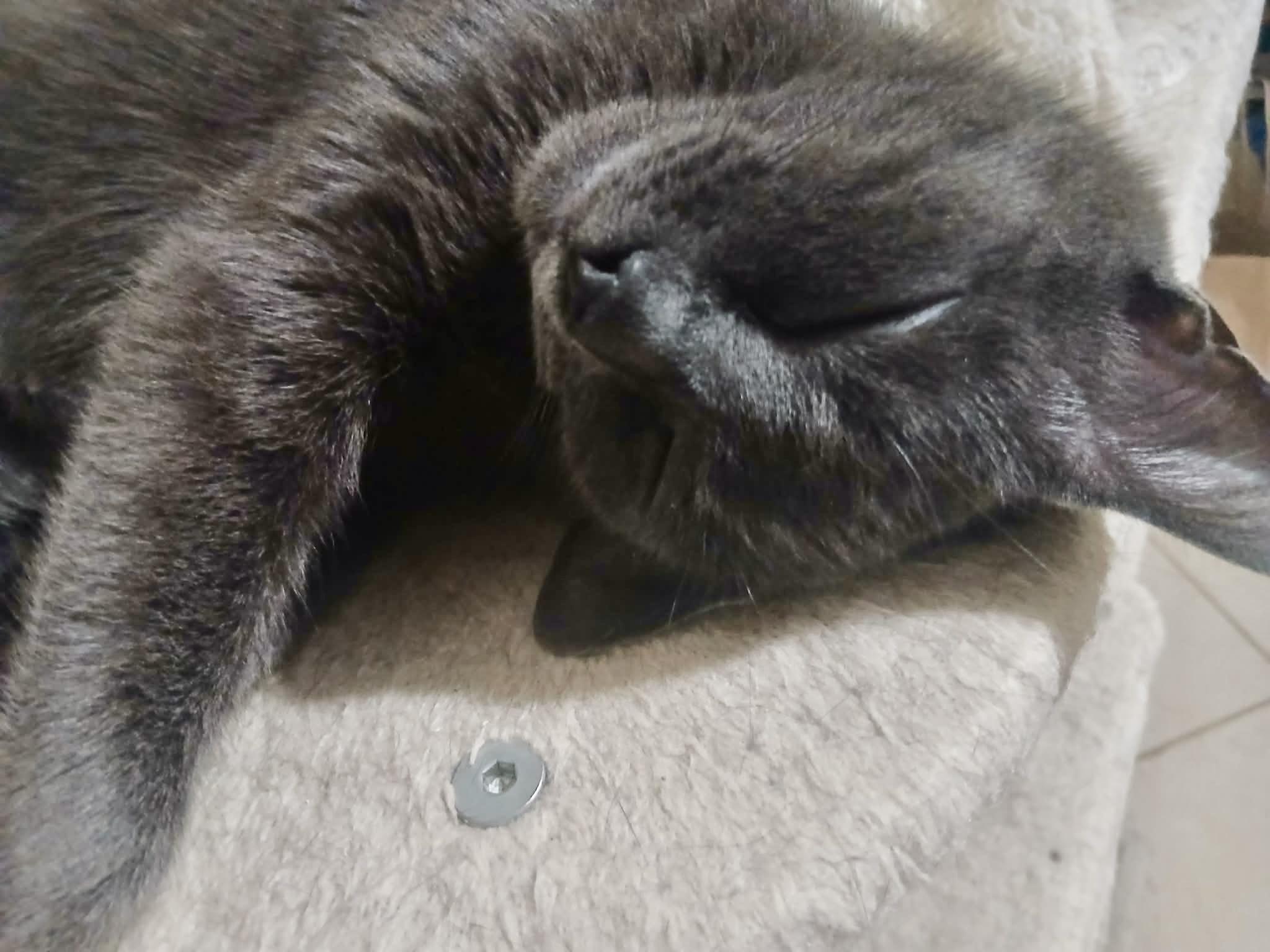 Mousse, a ADOPTABLE Domestic Short Hair in Toronto, ON image 5/6