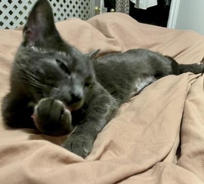 Mousse, a ADOPTABLE Domestic Short Hair in Toronto, ON image 4/6