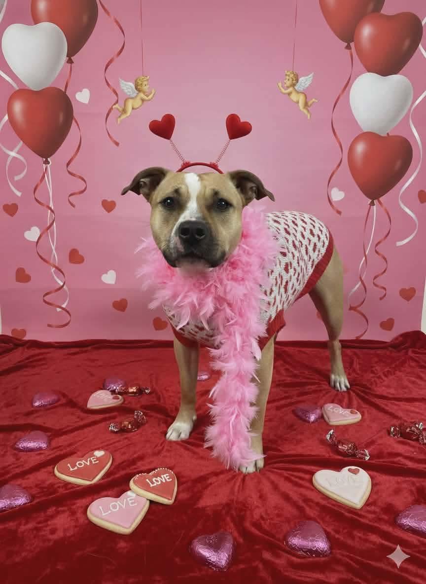 Macy, ADOPTABLE, Adult Female Pit Bull Terrier & Bulldog.