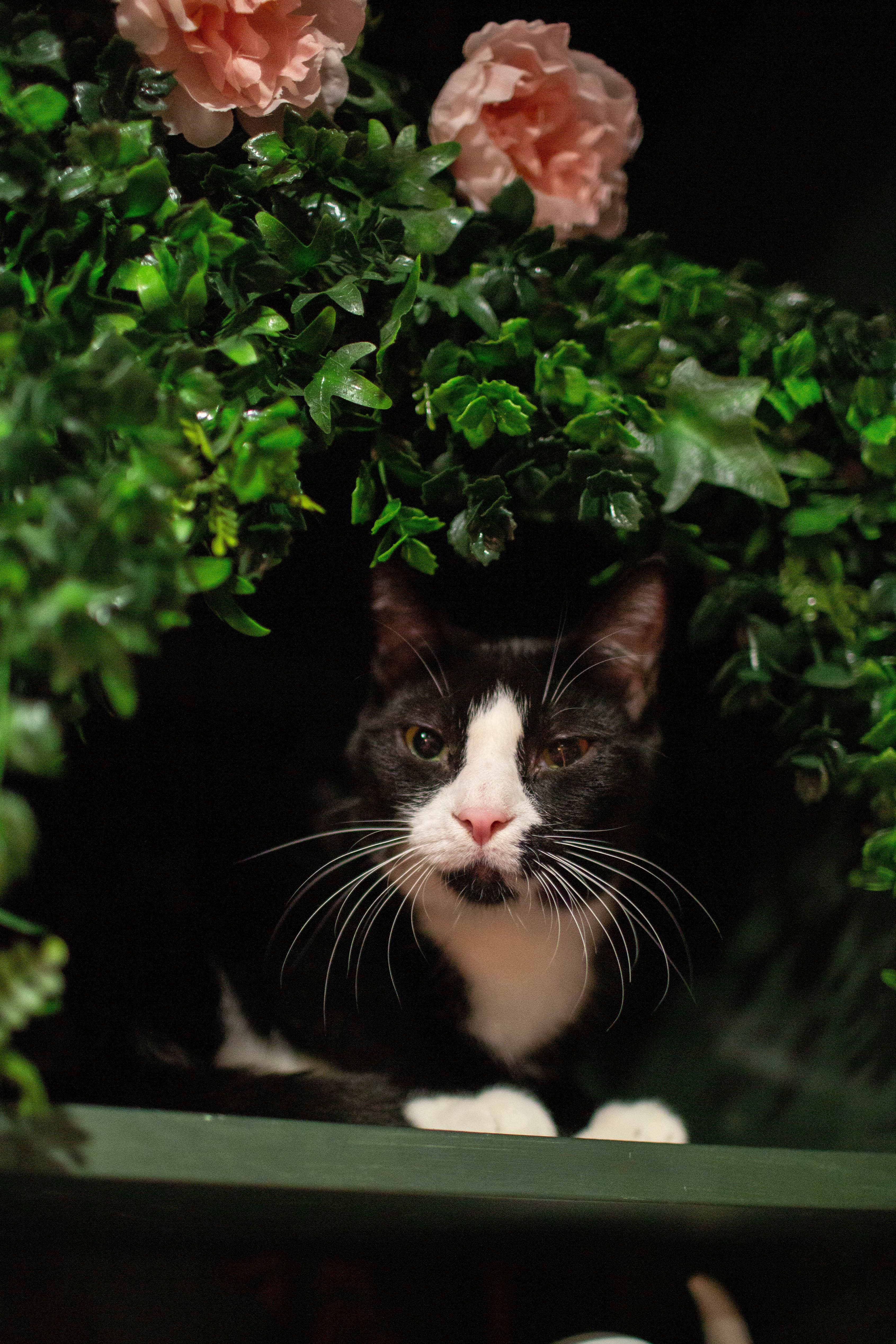 Enlarge Sammy *bonded to Michael*, a ADOPTABLE Domestic Short Hair in Kennebunk , ME image 1/1