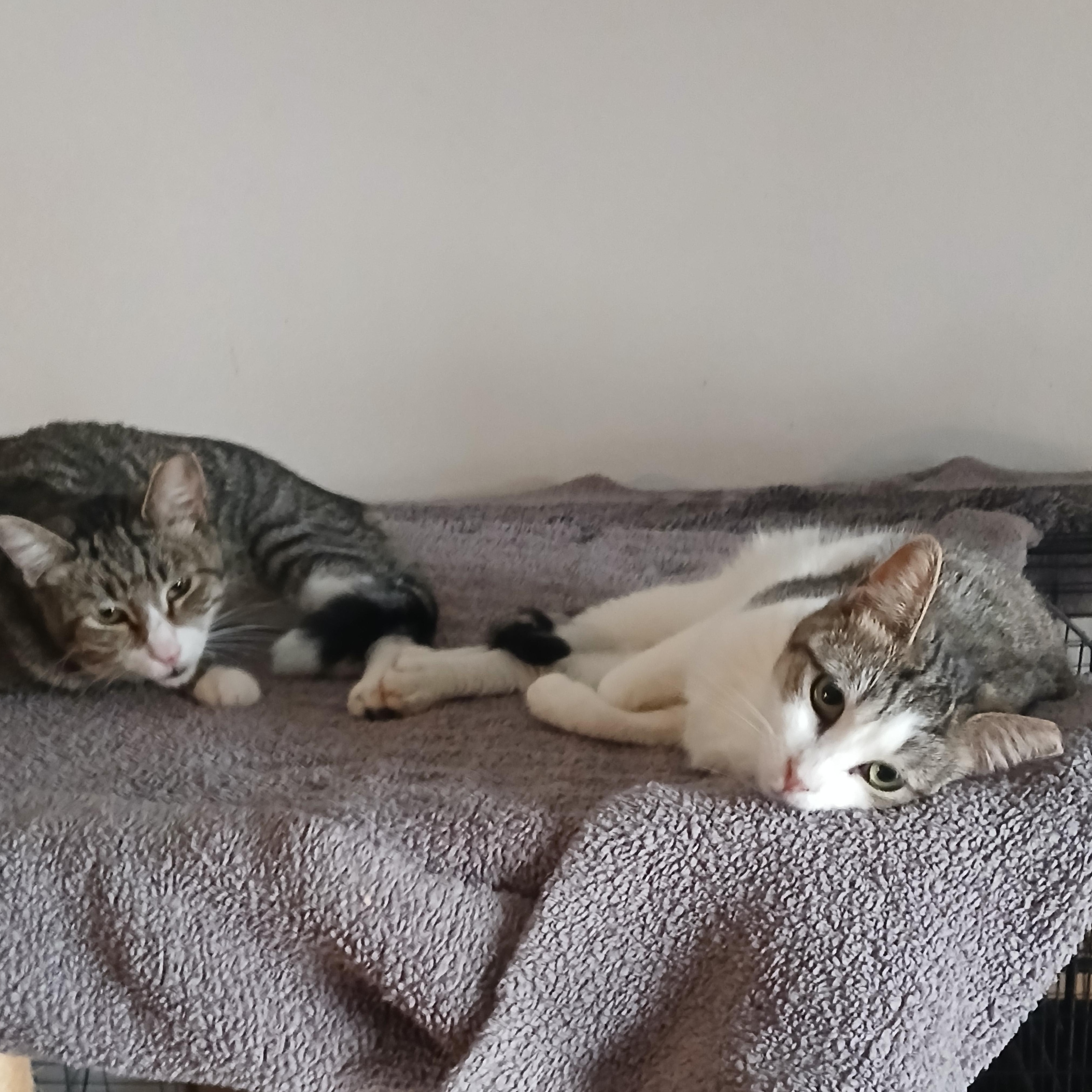 Enlarge Leia (Luke), a ADOPTABLE Tabby in HUNTINGTON BEACH, CA image 6/6