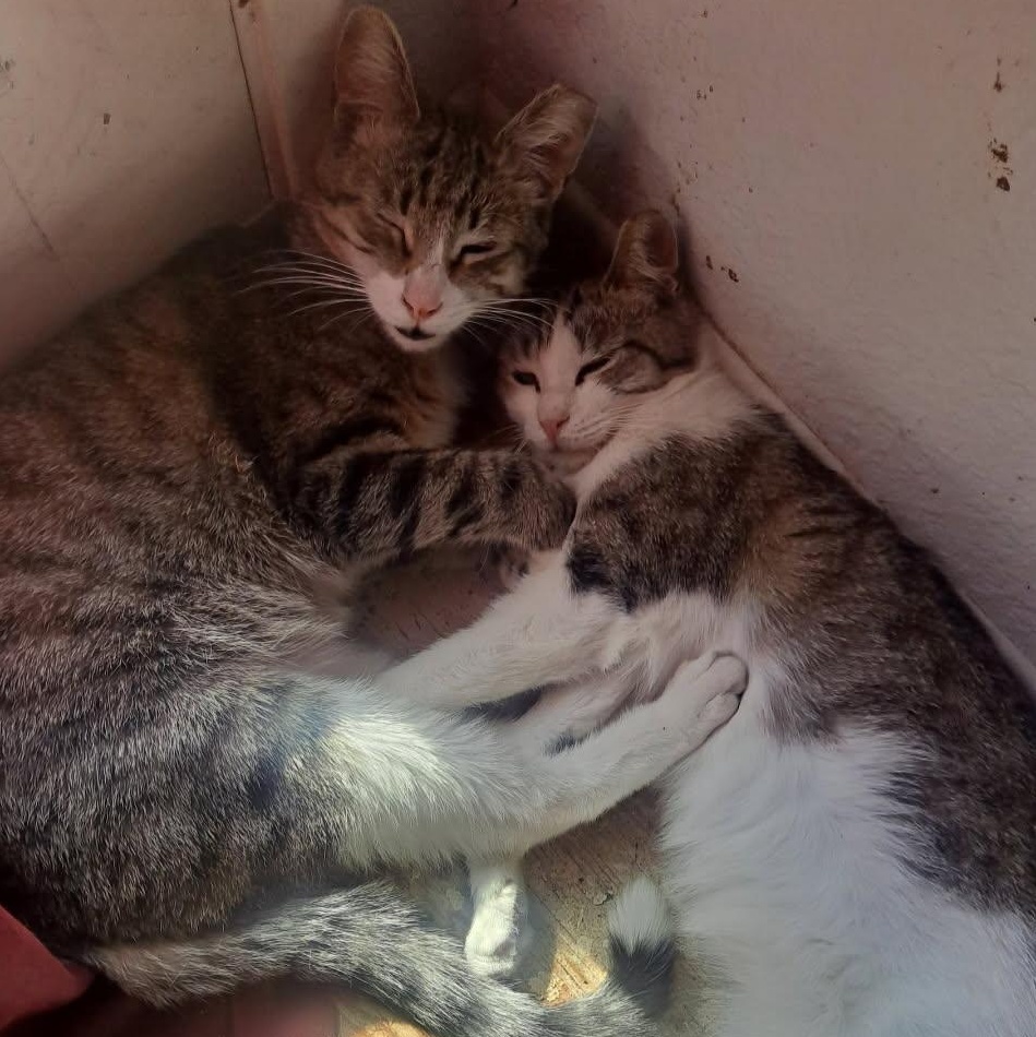 Enlarge Leia (Luke), a ADOPTABLE Tabby in HUNTINGTON BEACH, CA image 4/6