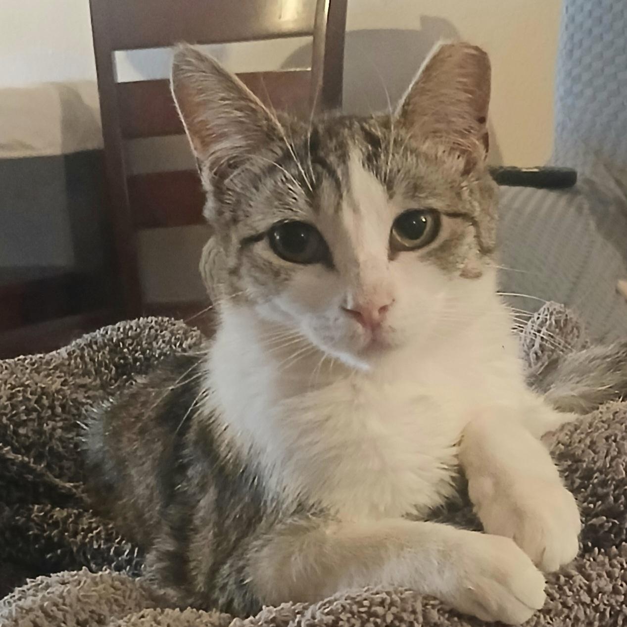 Enlarge Leia (Luke), a ADOPTABLE Tabby in HUNTINGTON BEACH, CA image 1/6