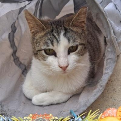 Enlarge Leia (Luke), a ADOPTABLE Tabby in HUNTINGTON BEACH, CA image 5/6