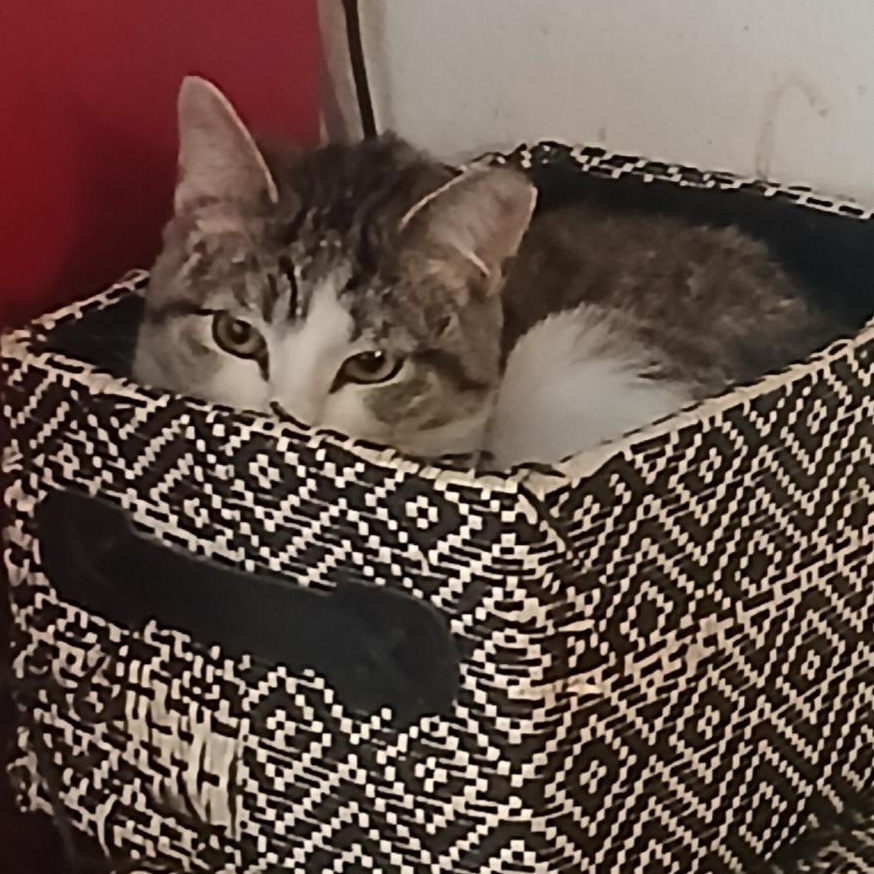 Enlarge Leia (Luke), a ADOPTABLE Tabby in HUNTINGTON BEACH, CA image 3/6