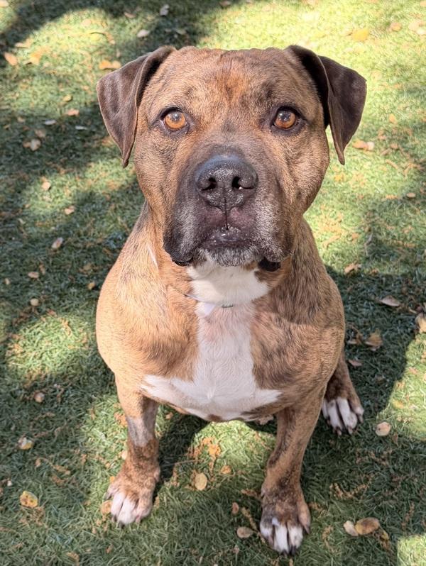 Enlarge Boots, a Adoptable mixed breed in Monterey, CA image 2/2