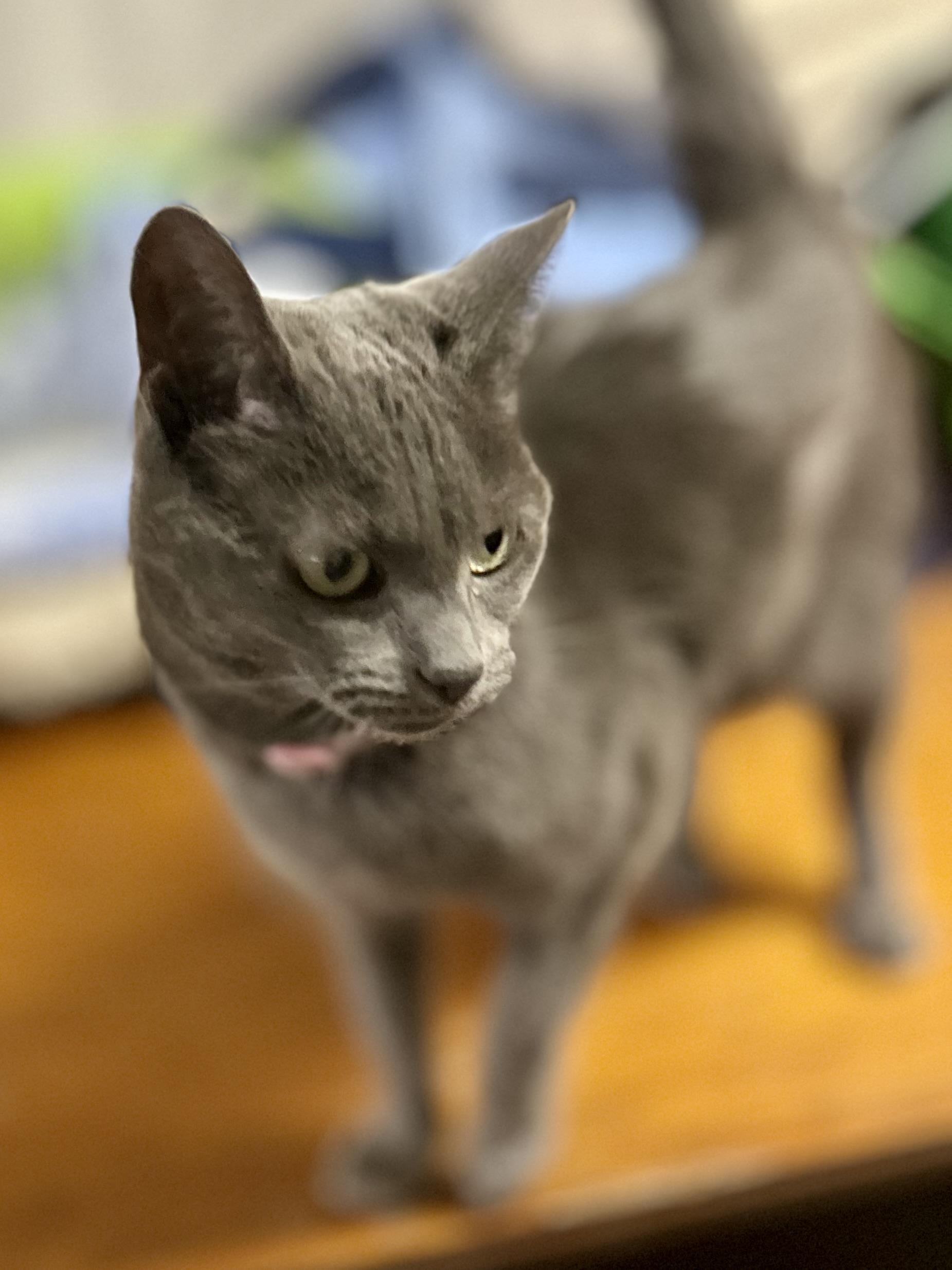 Enlarge Maggie, an adopted Domestic Short Hair in Philadelphia, PA image 3/3