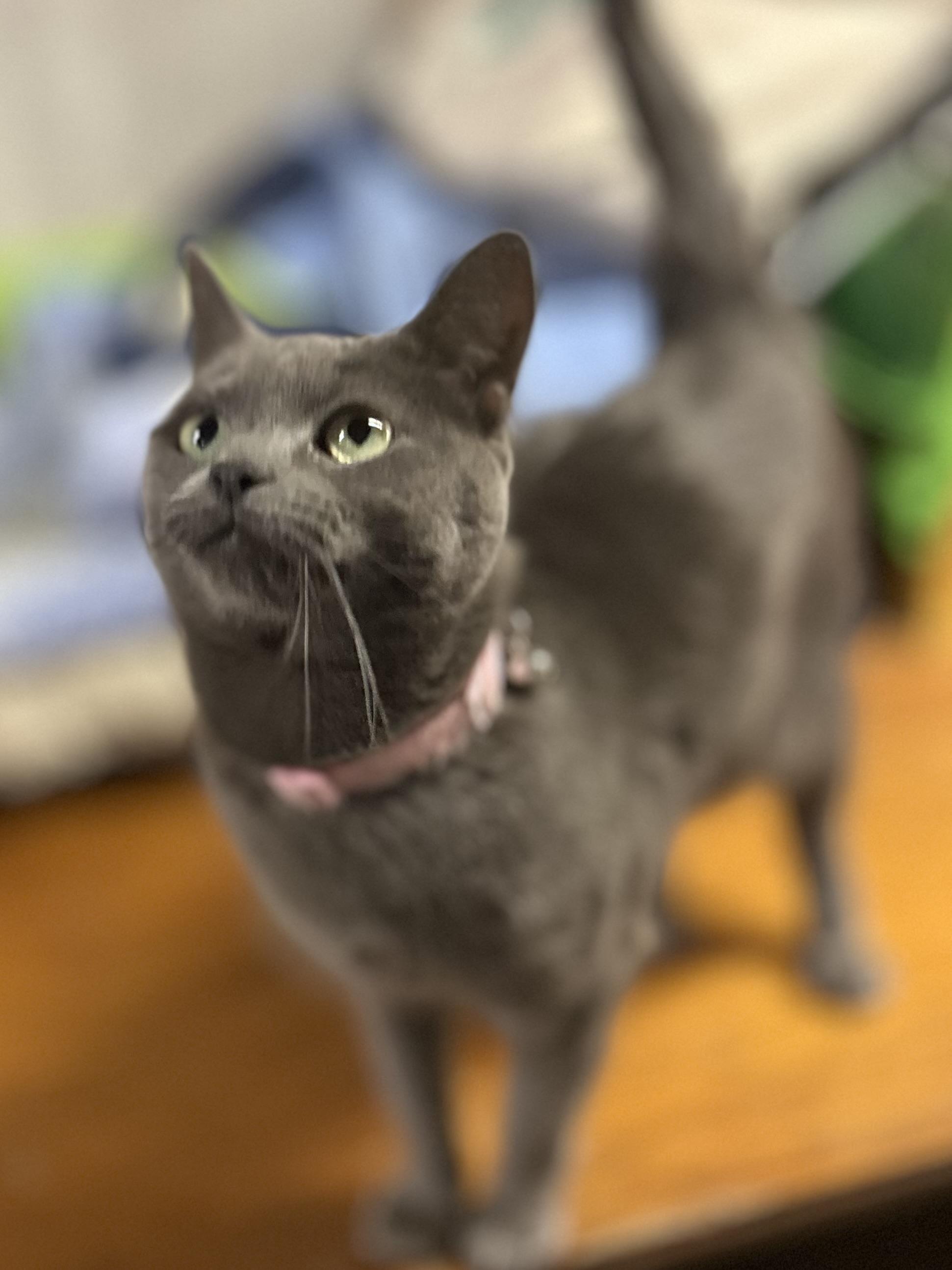 Enlarge Maggie, an adopted Domestic Short Hair in Philadelphia, PA image 2/3