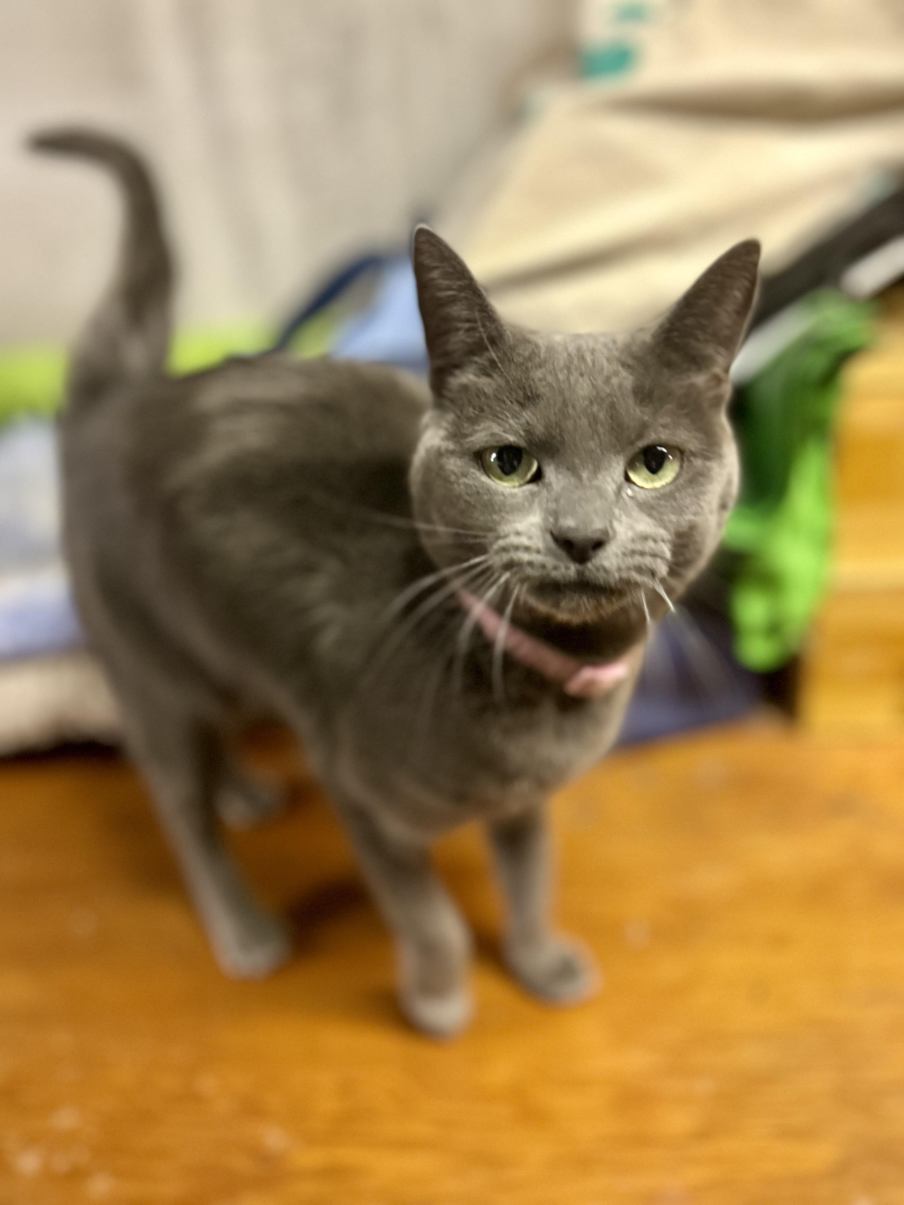 Enlarge Maggie, an adopted Domestic Short Hair in Philadelphia, PA image 1/3