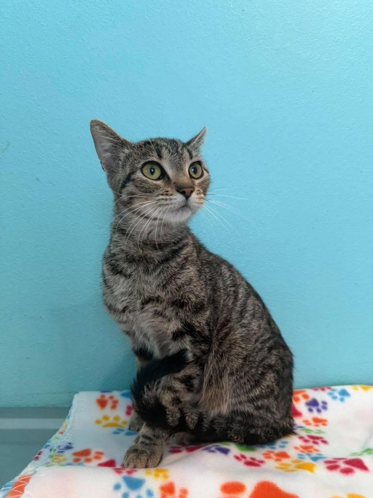 Enlarge FF1 Rori, a Adoptable mixed breed in Ashland, WI image 1/1