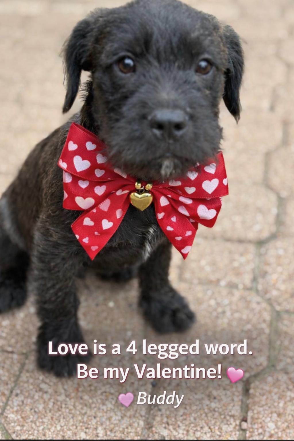 Buddy, Adoptable, Puppy Male French Bulldog & Goldendoodle.