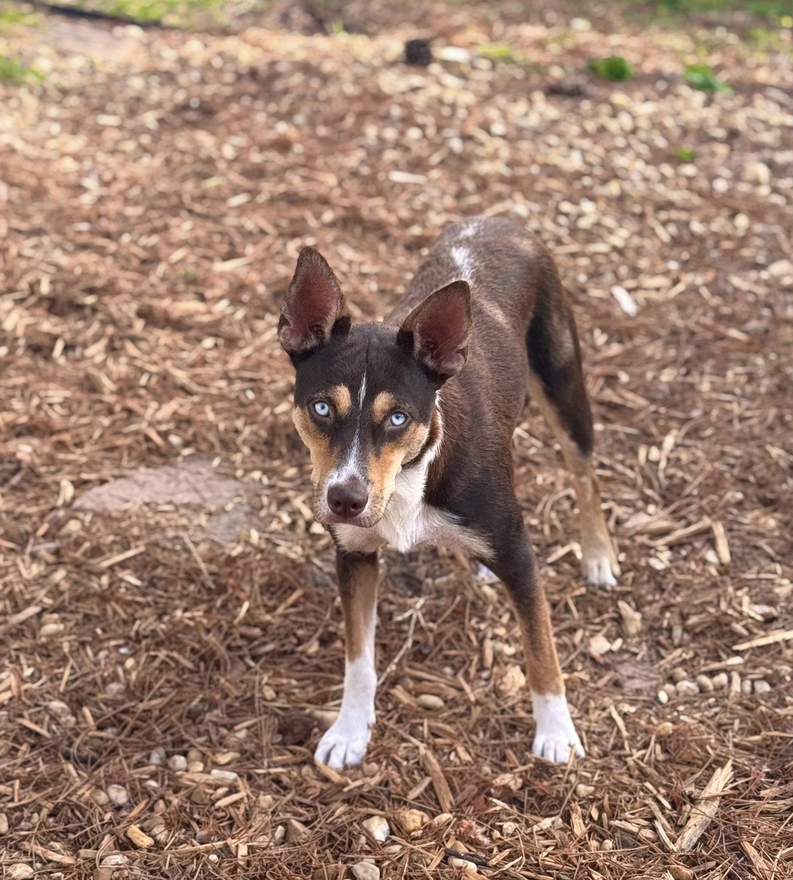 Wynter, Adoptable, Adult Female Husky.