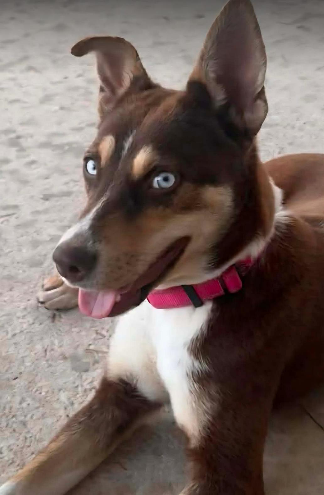 Enlarge Wynter ADOPTION PENDING, a Adoptable Husky in Osteen, FL image 1/3