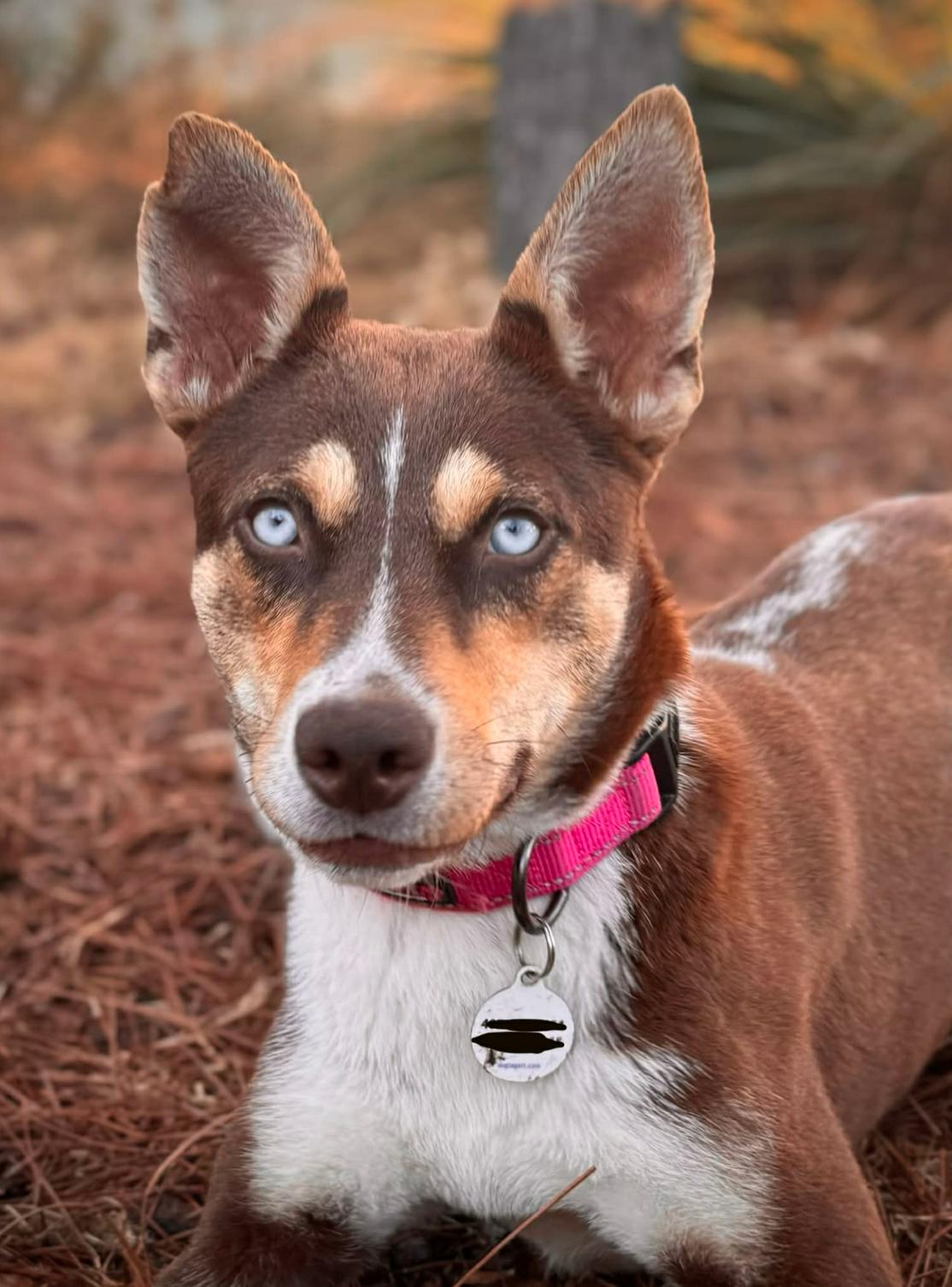 Enlarge Wynter ADOPTION PENDING, a Adoptable Husky in Osteen, FL image 2/3