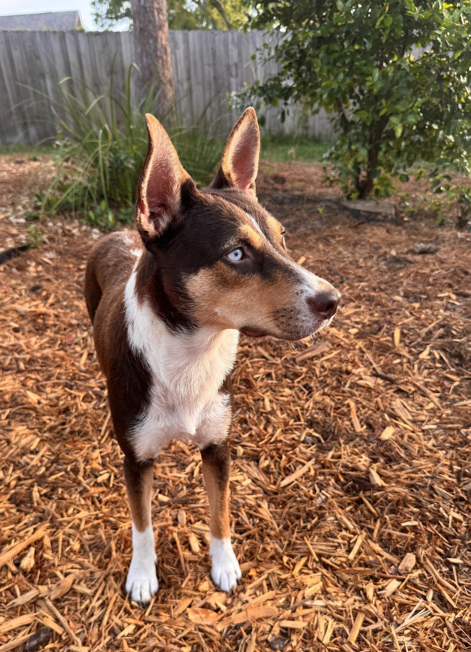 Wynter, a Adoptable Husky in Osteen, FL image 3/3