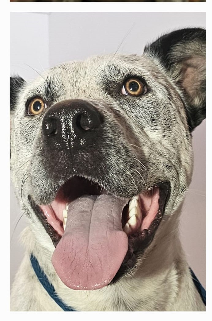 Darren, an adoptable Mixed Breed, Australian Cattle Dog / Blue Heeler in Selma, AL, 36701 | Photo Image 5