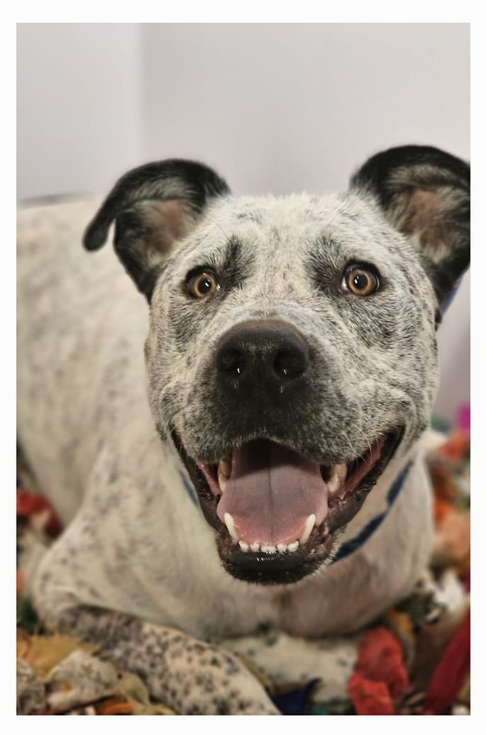 Darren, an adoptable Mixed Breed, Australian Cattle Dog / Blue Heeler in Selma, AL, 36701 | Photo Image 3