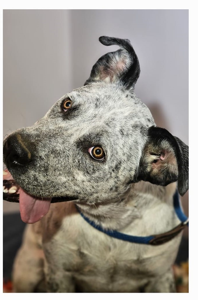 Darren, an adoptable Mixed Breed, Australian Cattle Dog / Blue Heeler in Selma, AL, 36701 | Photo Image 4