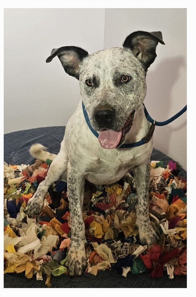 Darren, an adoptable Mixed Breed, Australian Cattle Dog / Blue Heeler in Selma, AL, 36701 | Photo Image 6