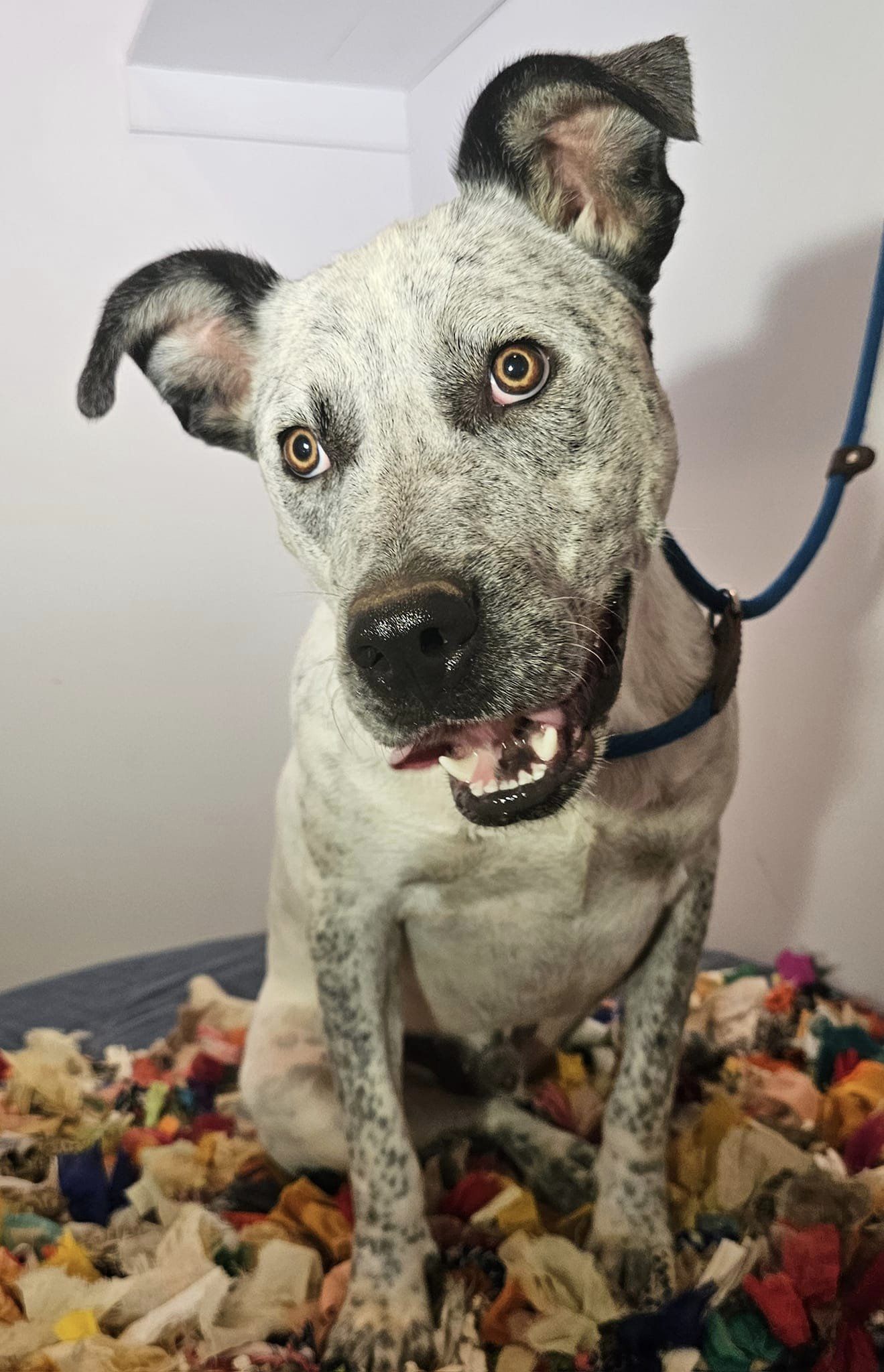 Darren, an adoptable Mixed Breed, Australian Cattle Dog / Blue Heeler in Selma, AL, 36701 | Photo Image 2