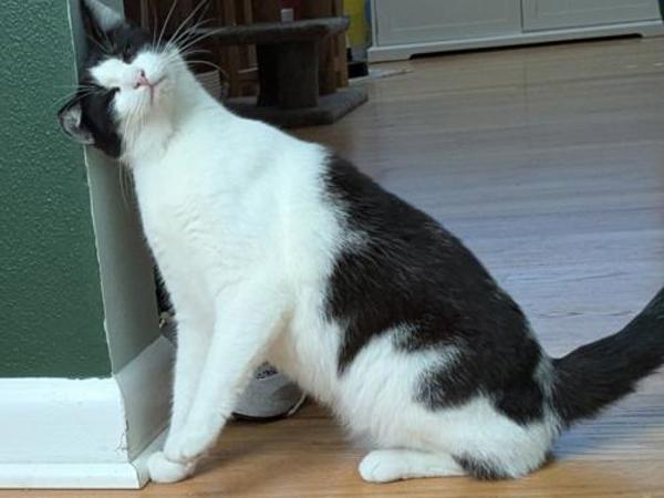 Enlarge Lilac, a Adoptable mixed breed in Portland, OR image 1/1