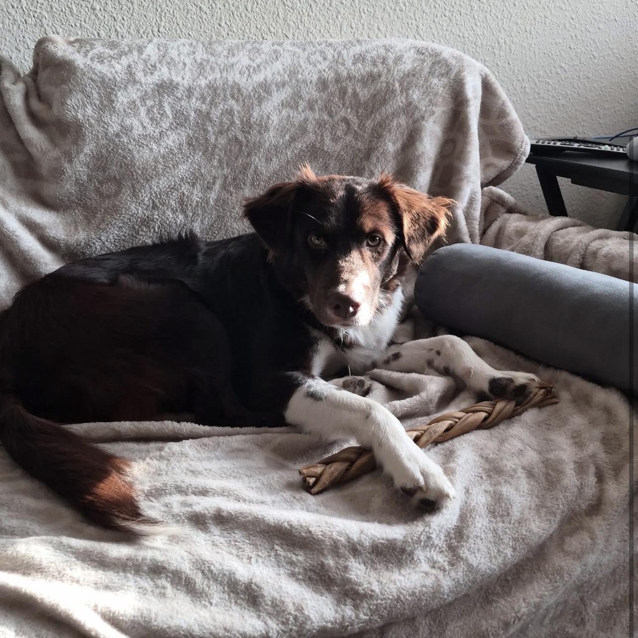 Enlarge Benny, a Adoptable mixed breed in Hughesville, MD image 5/5