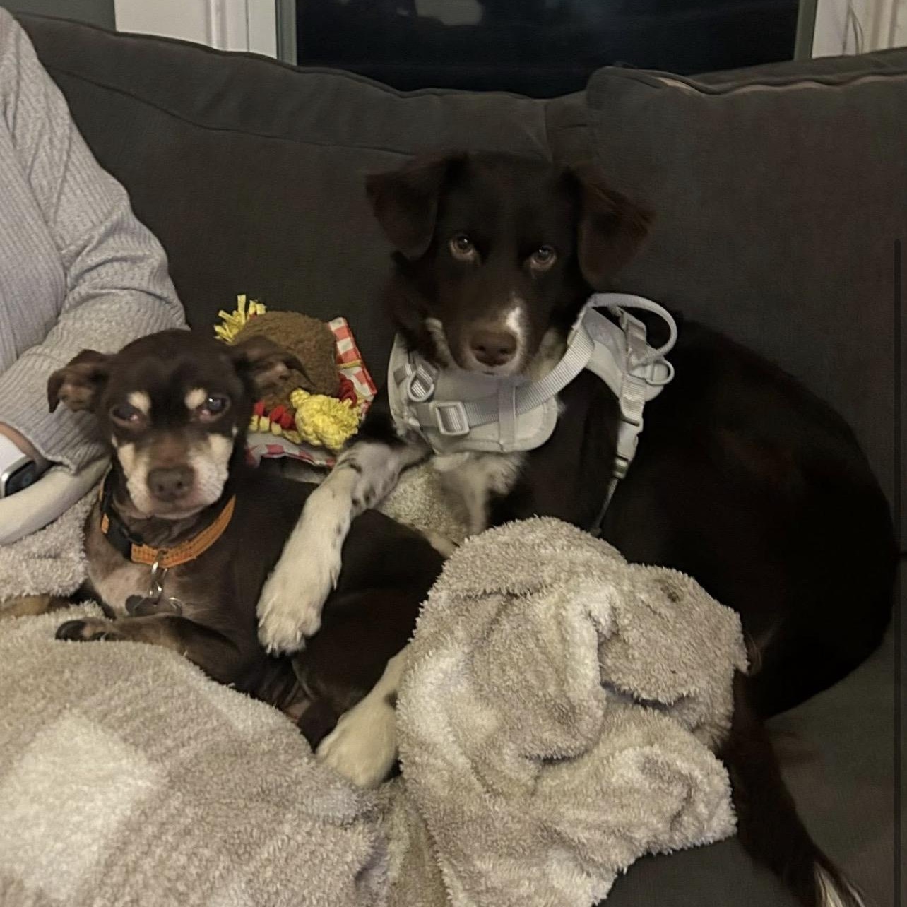 Enlarge Benny, a Adoptable mixed breed in Hughesville, MD image 4/5