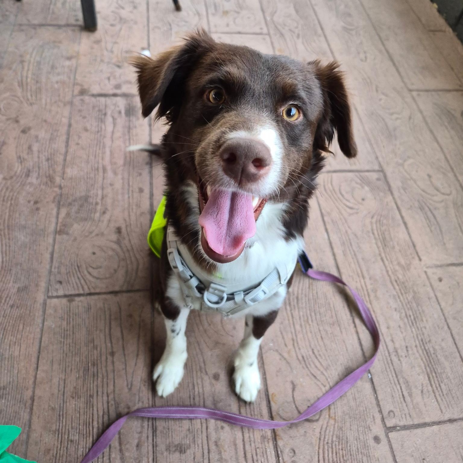 Benny, Adoptable, Adult Male Collie.