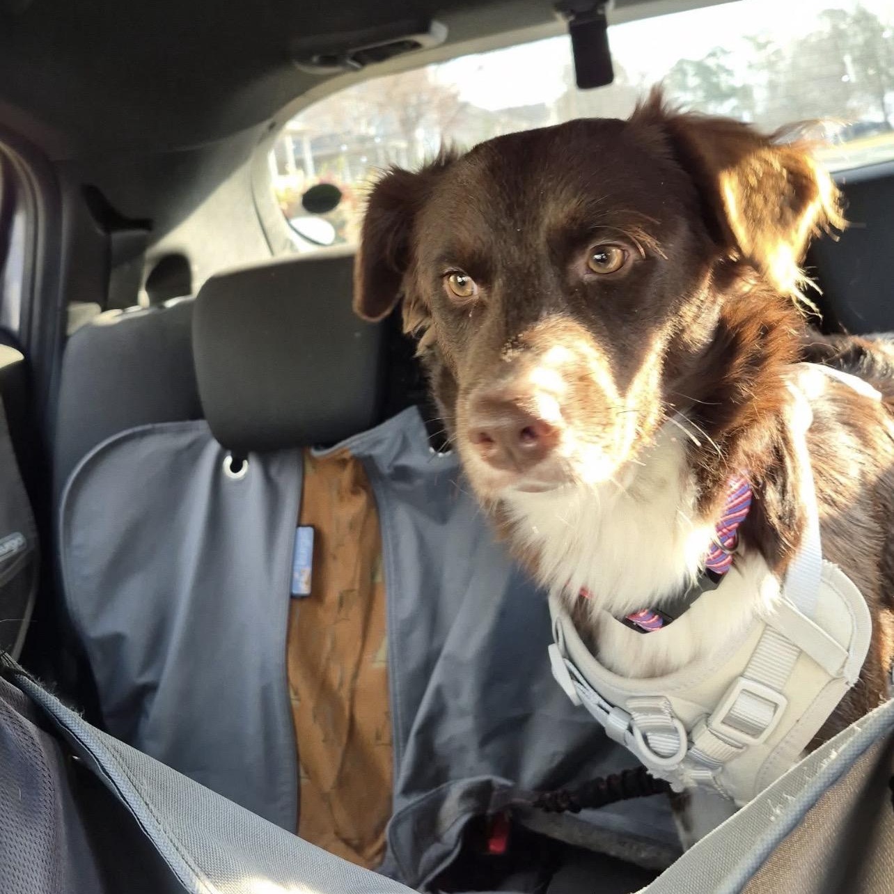 Enlarge Benny, a Adoptable mixed breed in Hughesville, MD image 3/5