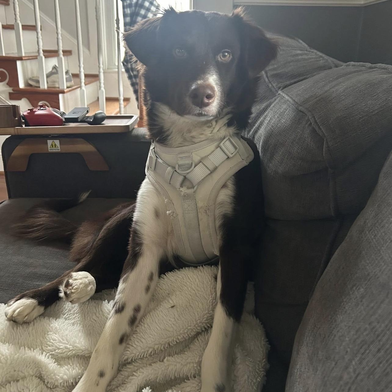 Enlarge Benny, a Adoptable mixed breed in Hughesville, MD image 1/5