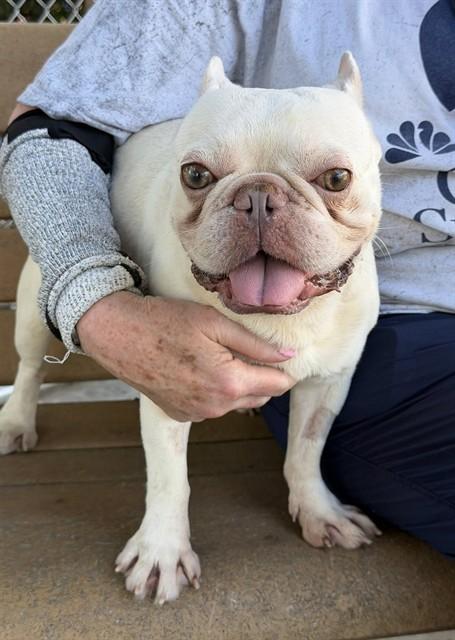 VITO, Adoptable, Adult Male French Bulldog.