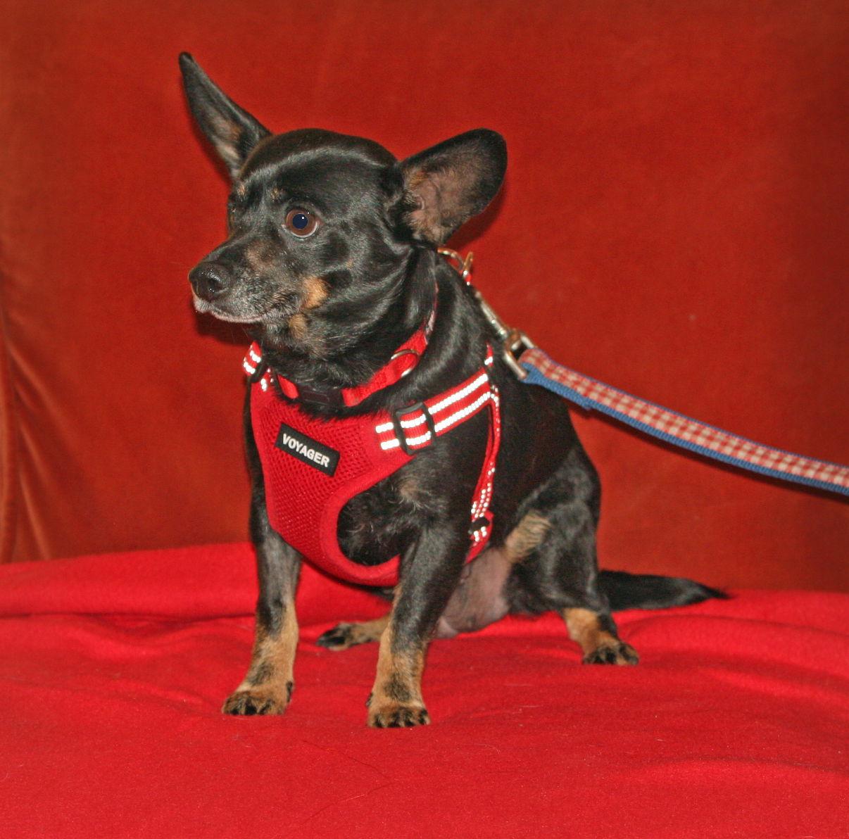 Pink Lonestar thumbnail 2