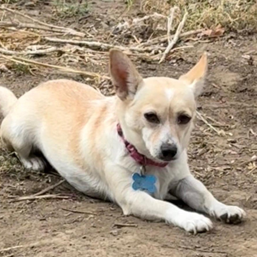 Enlarge Georgia, a ADOPTABLE mixed breed in Concord, CA image 2/3