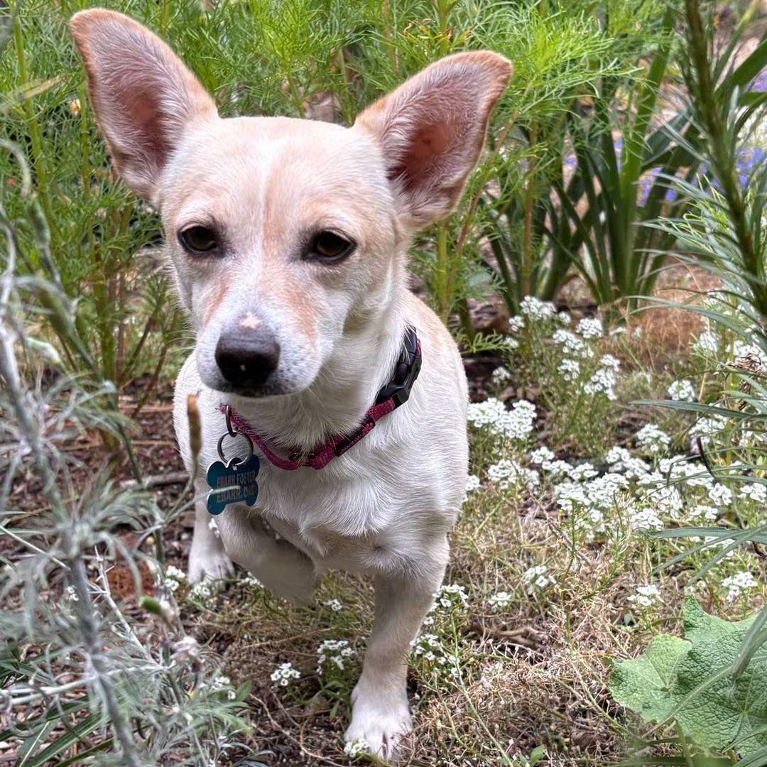 Enlarge Georgia, a ADOPTABLE mixed breed in Concord, CA image 1/3