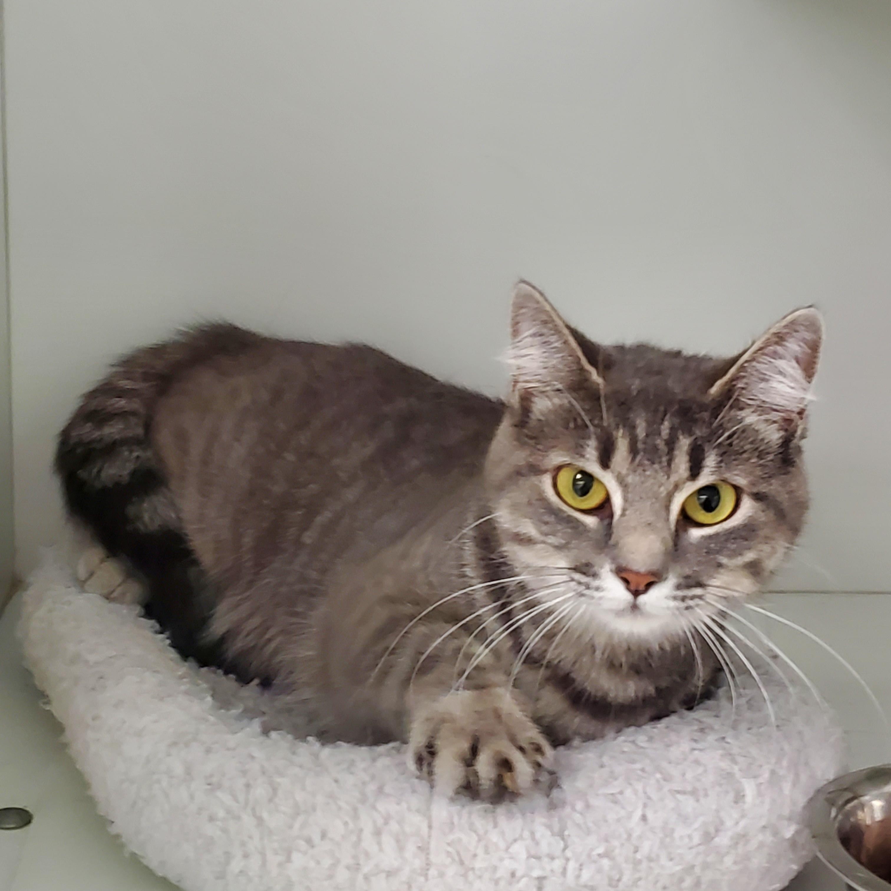 Angel, adopted, Adult Female Domestic Short Hair.